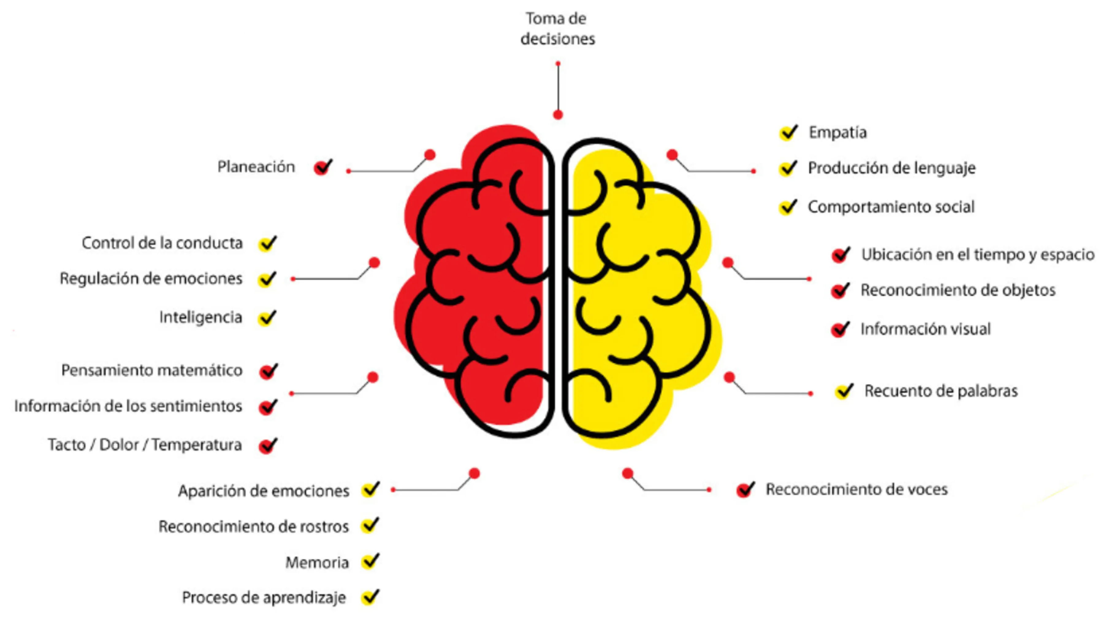 Ilustración de un cerebro dividido en dos mitades, una roja (lado izquierdo) y otra amarilla (lado derecho), cada una con etiquetas que señalan distintas funciones cognitivas y emocionales (por ejemplo, planeación, empatía, control de la conducta, producción de lenguaje). En la parte superior se observa la leyenda ‘Toma de decisiones’, indicando la función global del cerebro.